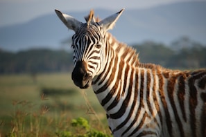A zebra stands in a grassy landscape with blurred mountains in the background. The zebra's black and white stripes are prominently visible, and it appears to be gazing directly at the camera.