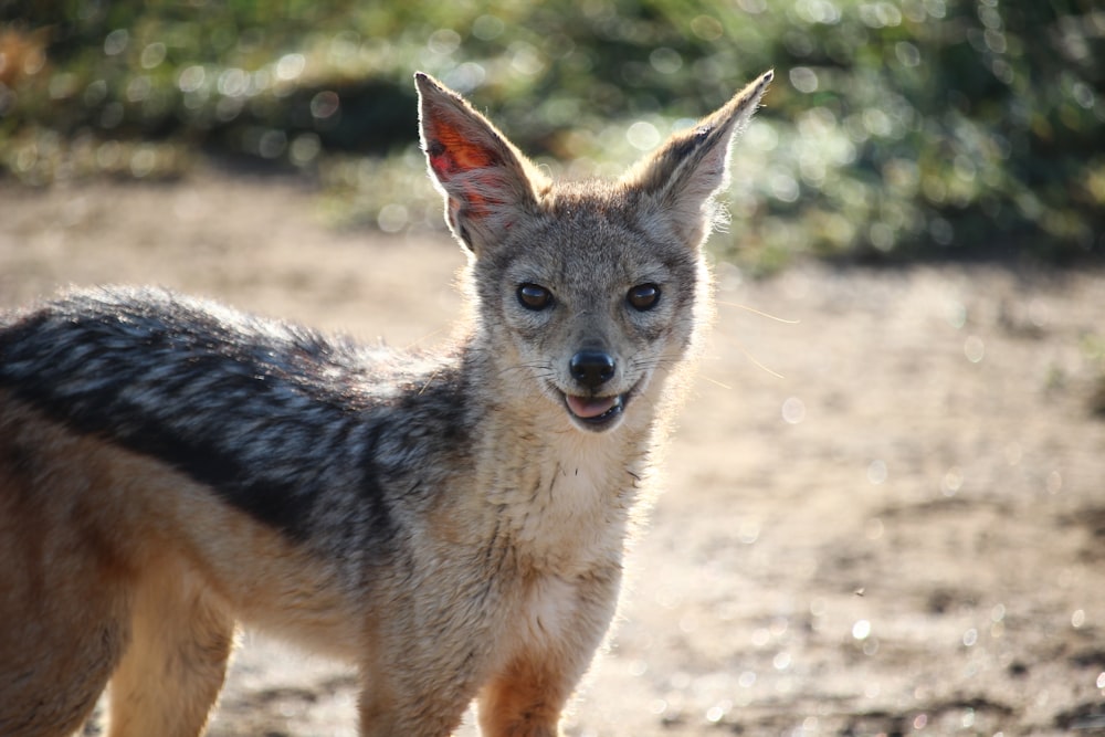 brown and black fox on brown soil during daytime