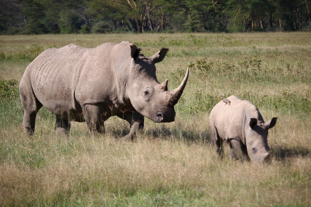 Бело черный носорог. Носорог с одним рогом. Национальный парк Крюгера черный носорог. Эволюция белого носорога.