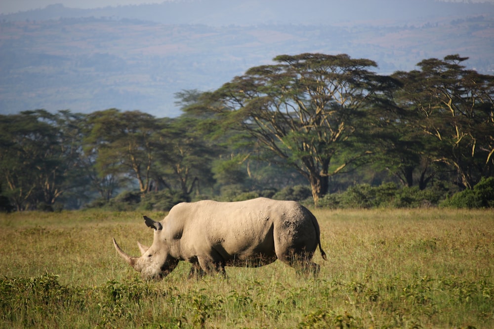 white and black cow on green grass field during daytime