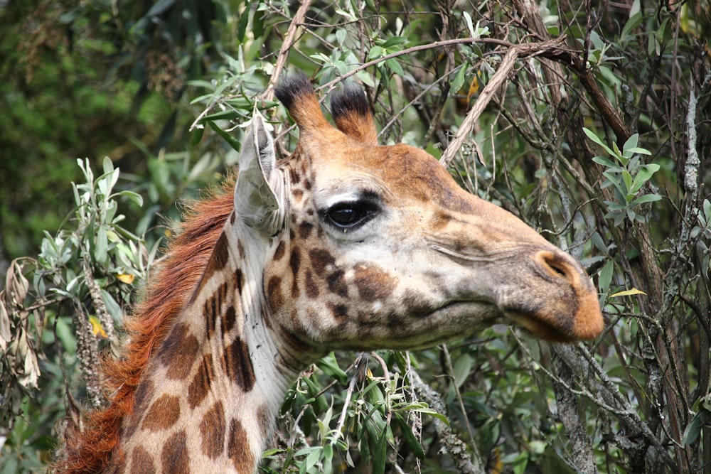 brown and white giraffe eating green grass during daytime