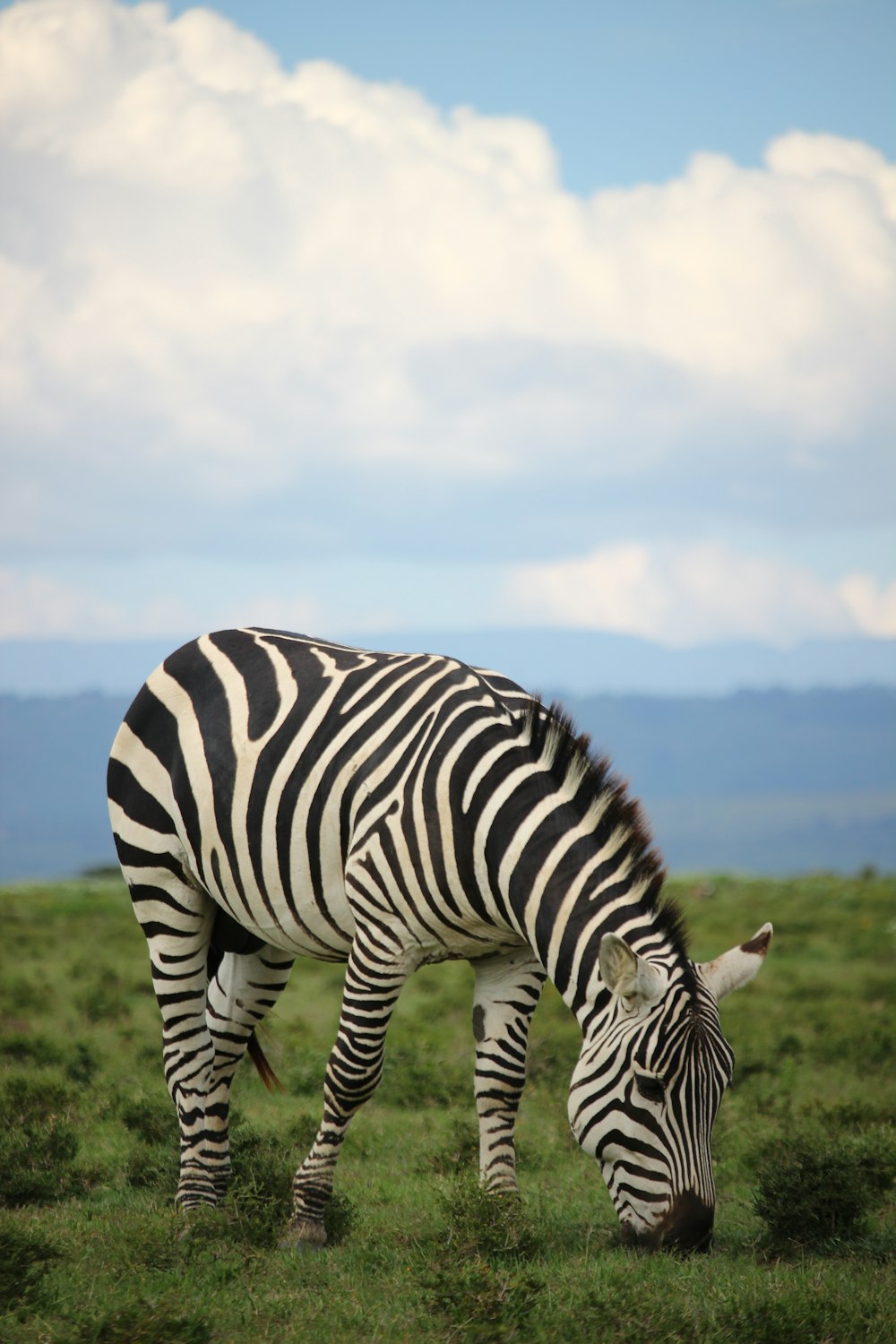 zebra standing on green grass field during daytime