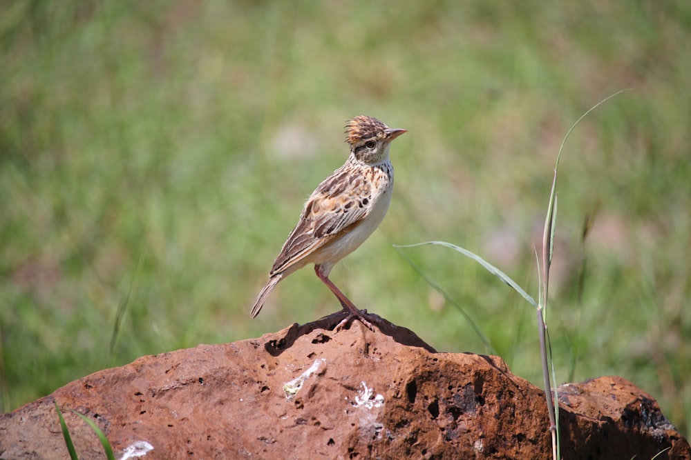 brown and white bird on brown rock during daytime