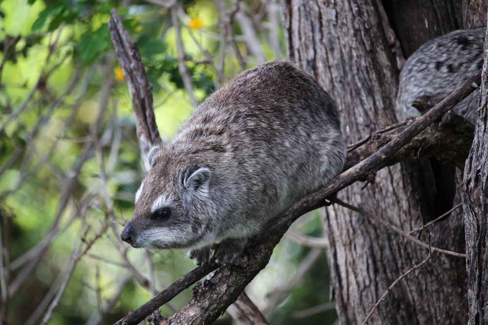 gray and white animal on brown tree branch during daytime