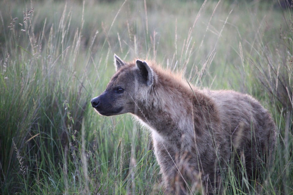 brown and white fox on green grass field during daytime