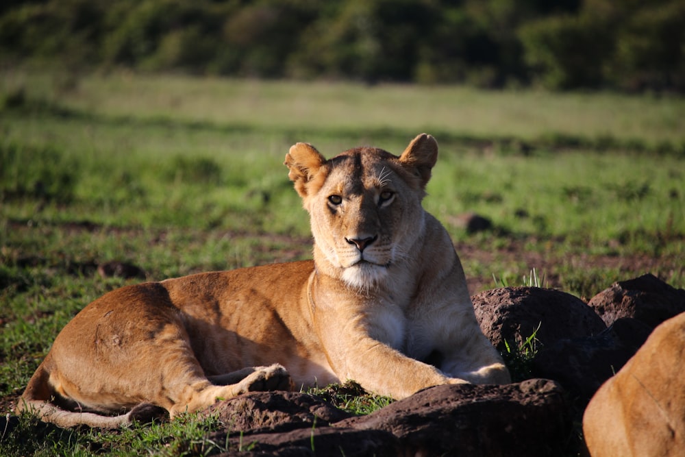 brown lioness lying on green grass during daytime