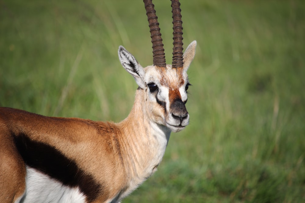 brown and white animal on green grass during daytime