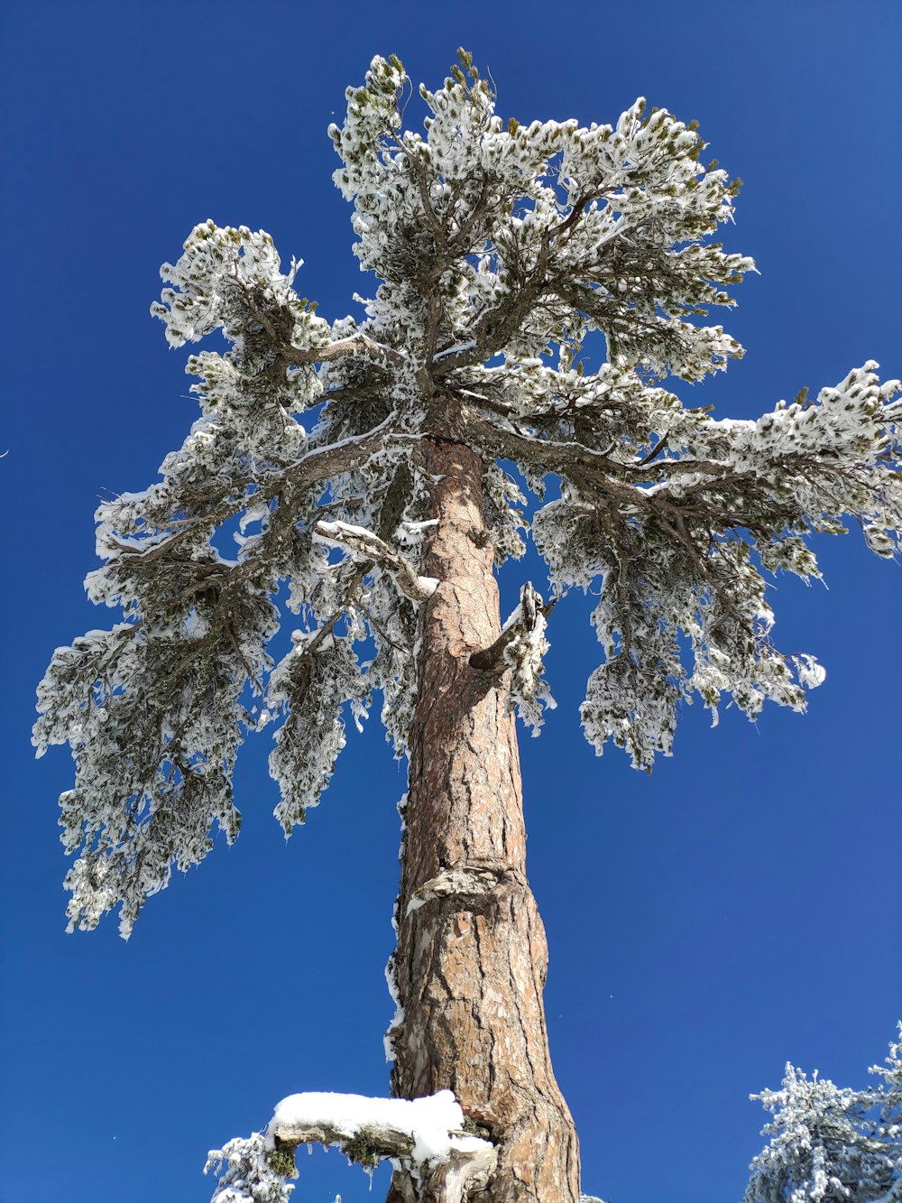 brown tree with white leaves under blue sky during daytime