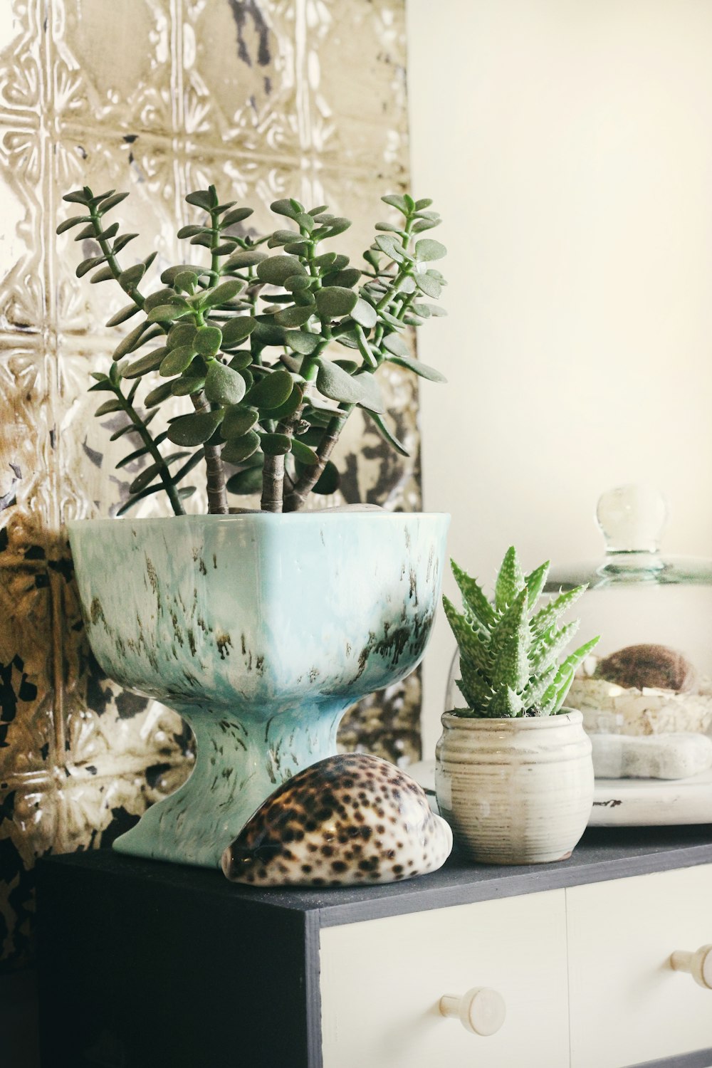 green plant on white ceramic vase