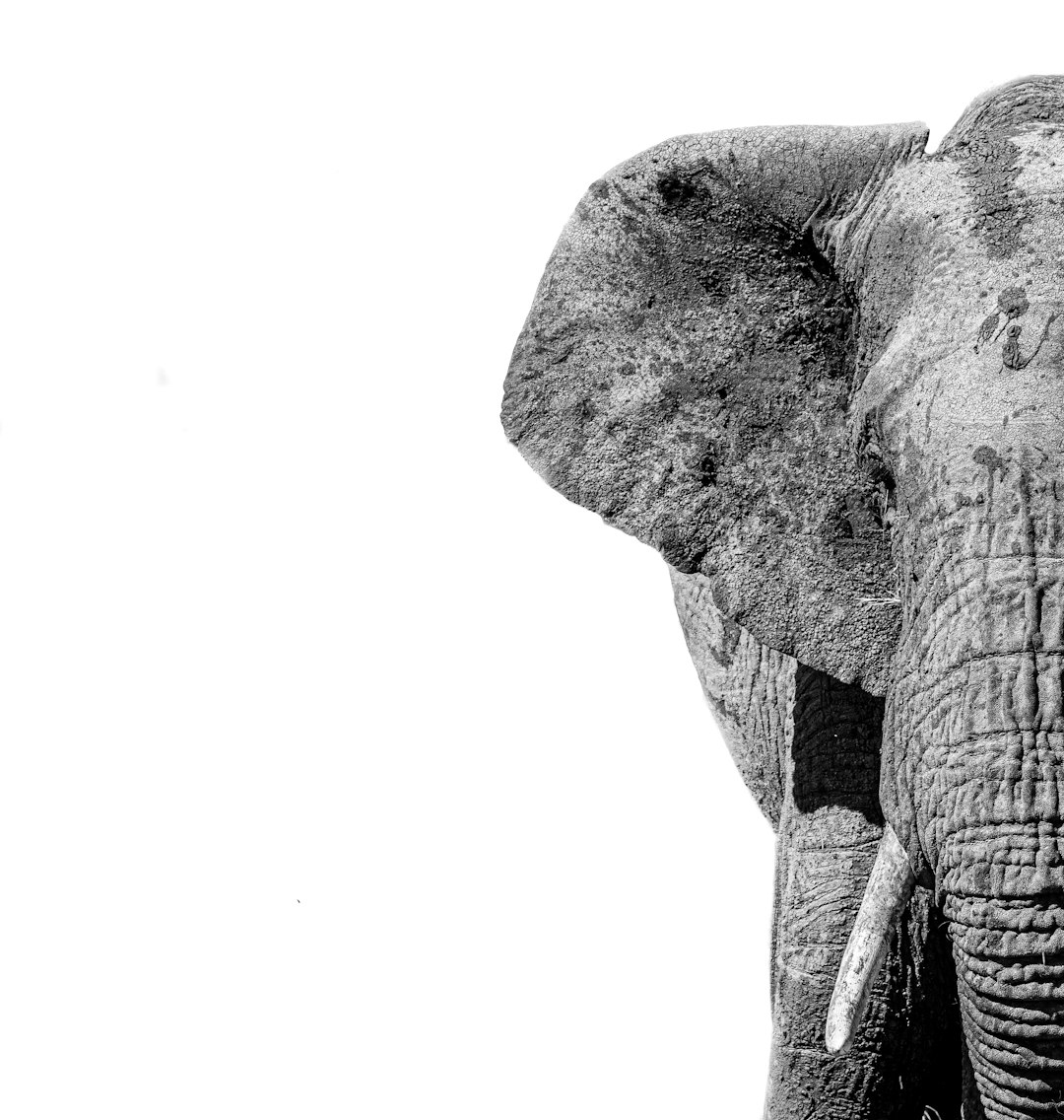  black elephant with white background elephant
