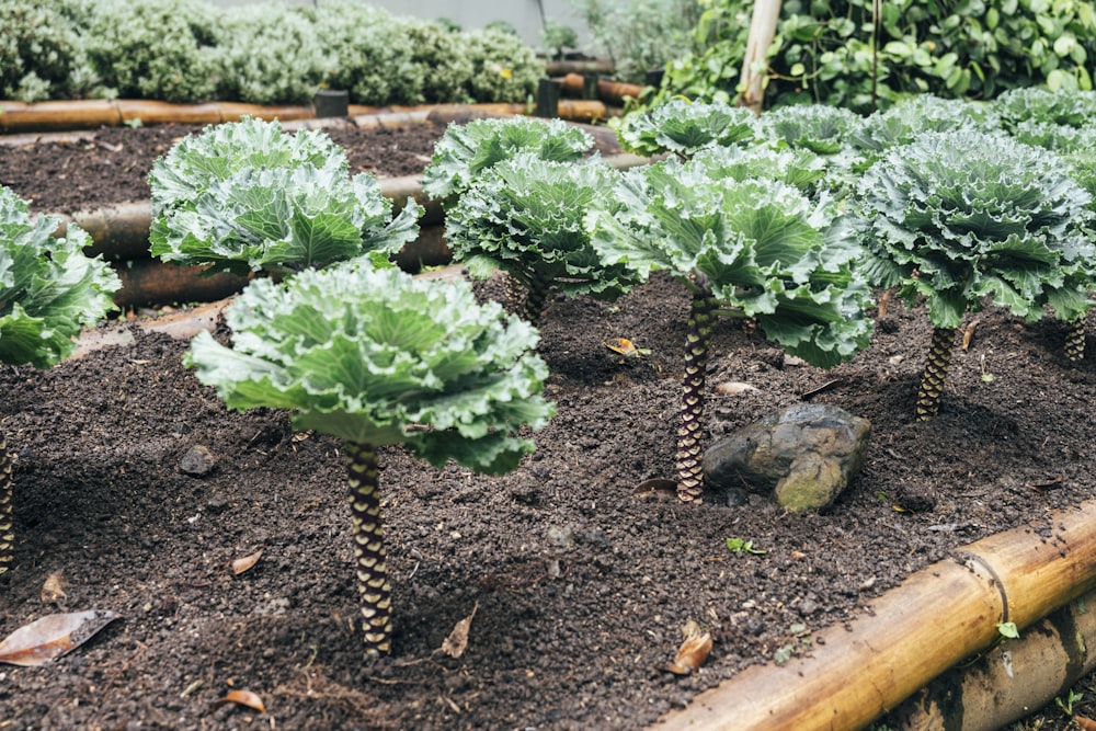 green plant on brown soil