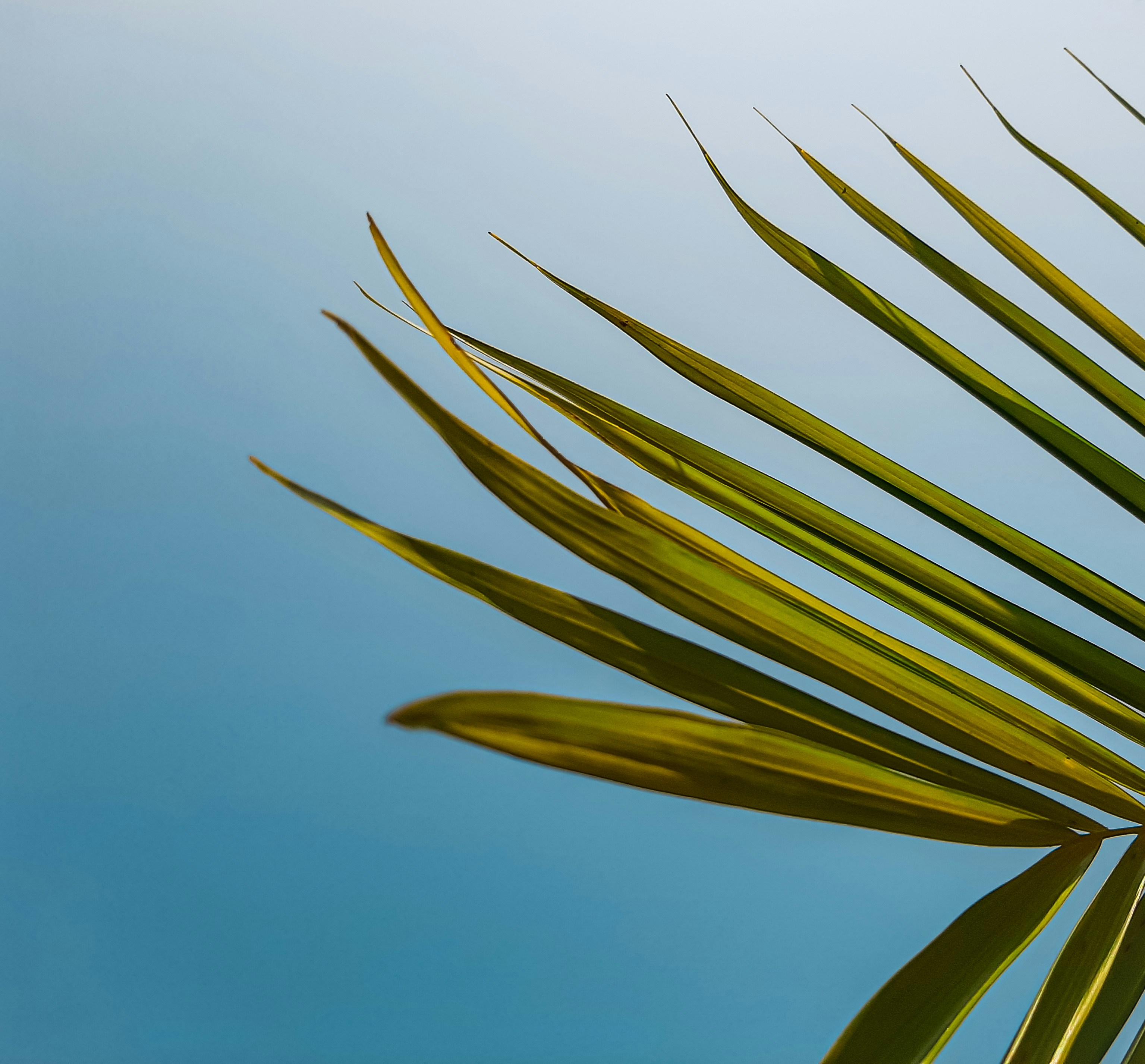 Green plant under blue sky during daytime photo Free Tihu Image on
