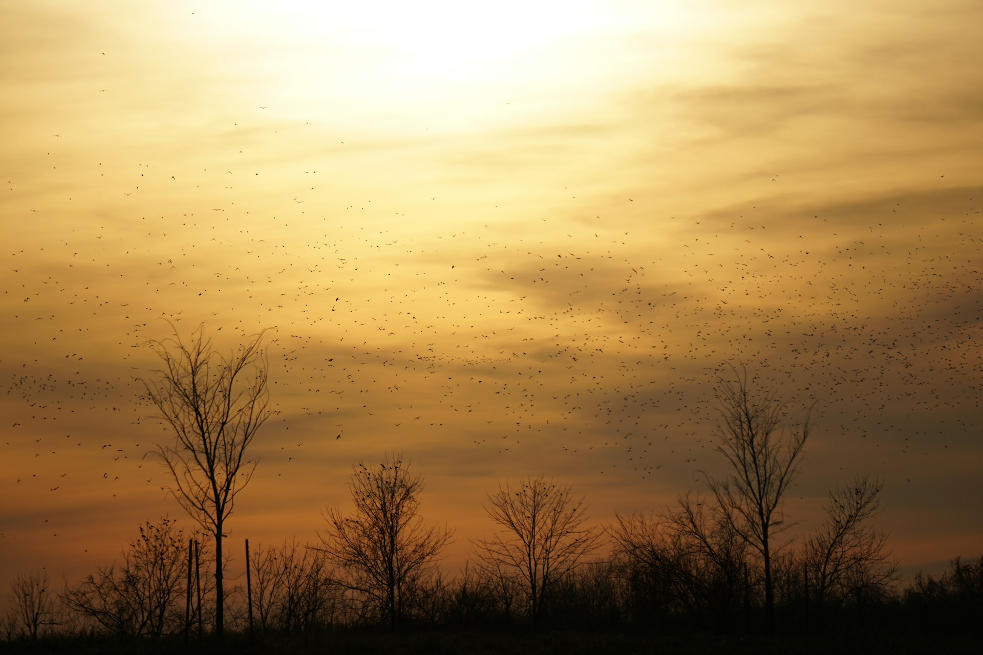 leafless trees under yellow sky
