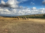 A group of travelers watching elephants roam freely across the savannah plains.