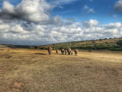 A group of travelers watching elephants roam freely in the vast Kenyan plains.