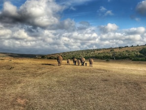 A group of travelers watching elephants roam freely across the savannah plains.