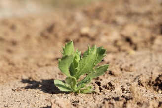 A small green plant sprouts from dry, brown soil, standing out against the earthy background. The bright green leaves have serrated edges and catch the sunlight, suggesting new growth and resilience.