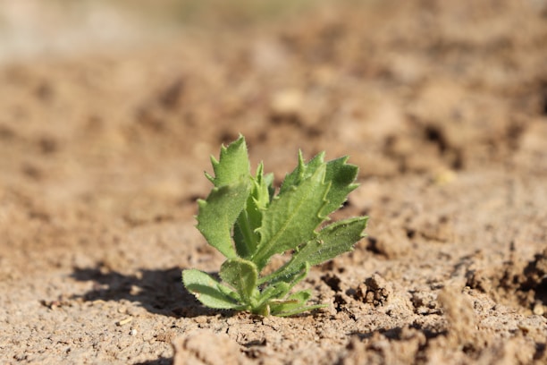 A small green plant sprouts from dry, brown soil, standing out against the earthy background. The bright green leaves have serrated edges and catch the sunlight, suggesting new growth and resilience.
