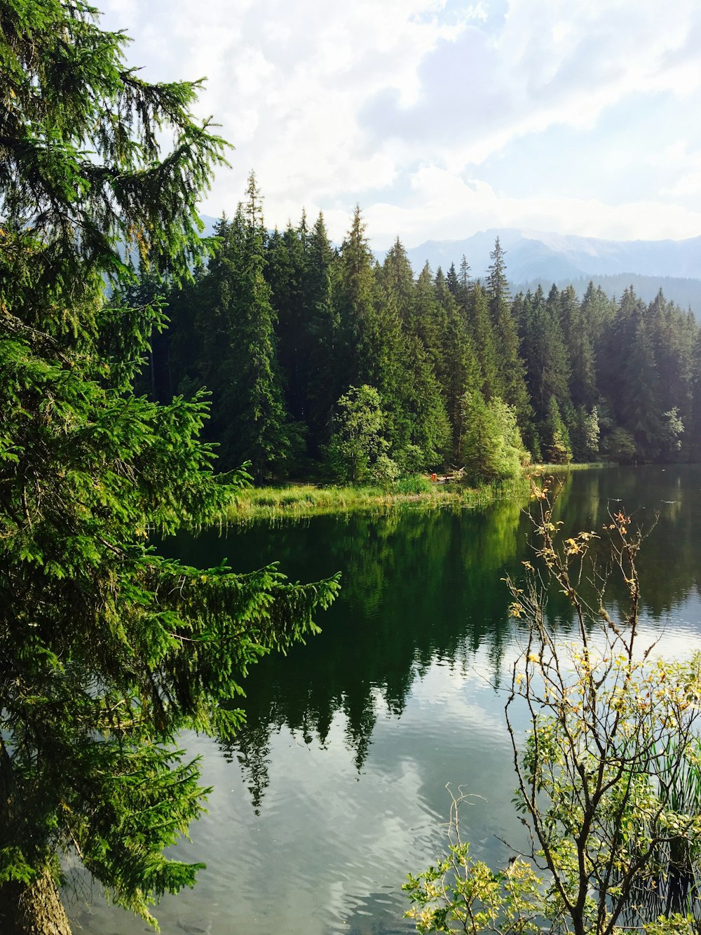 green pine trees beside lake during daytime