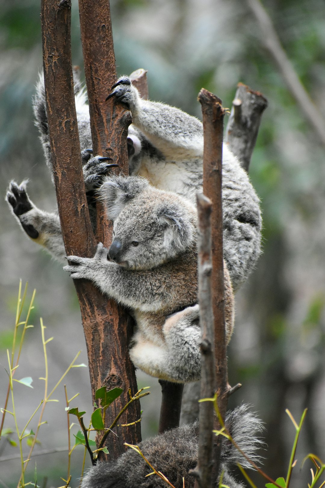 Travel Tips and Stories of Currumbin Wildlife Sanctuary in Australia