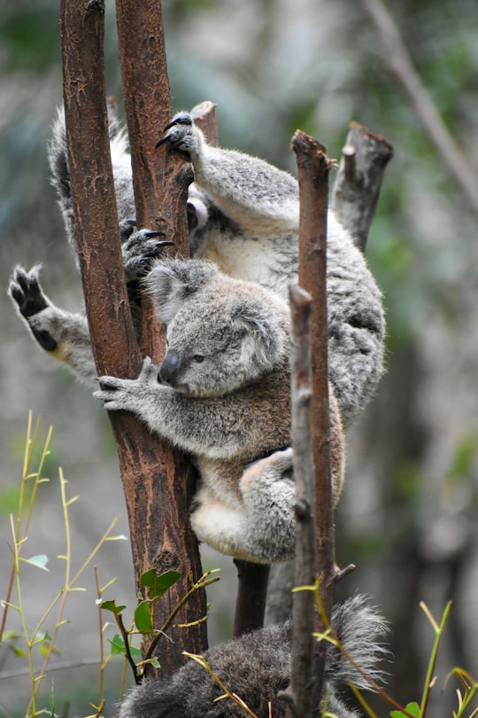 Currumbin Wildlife Sanctuary things to do in Southport