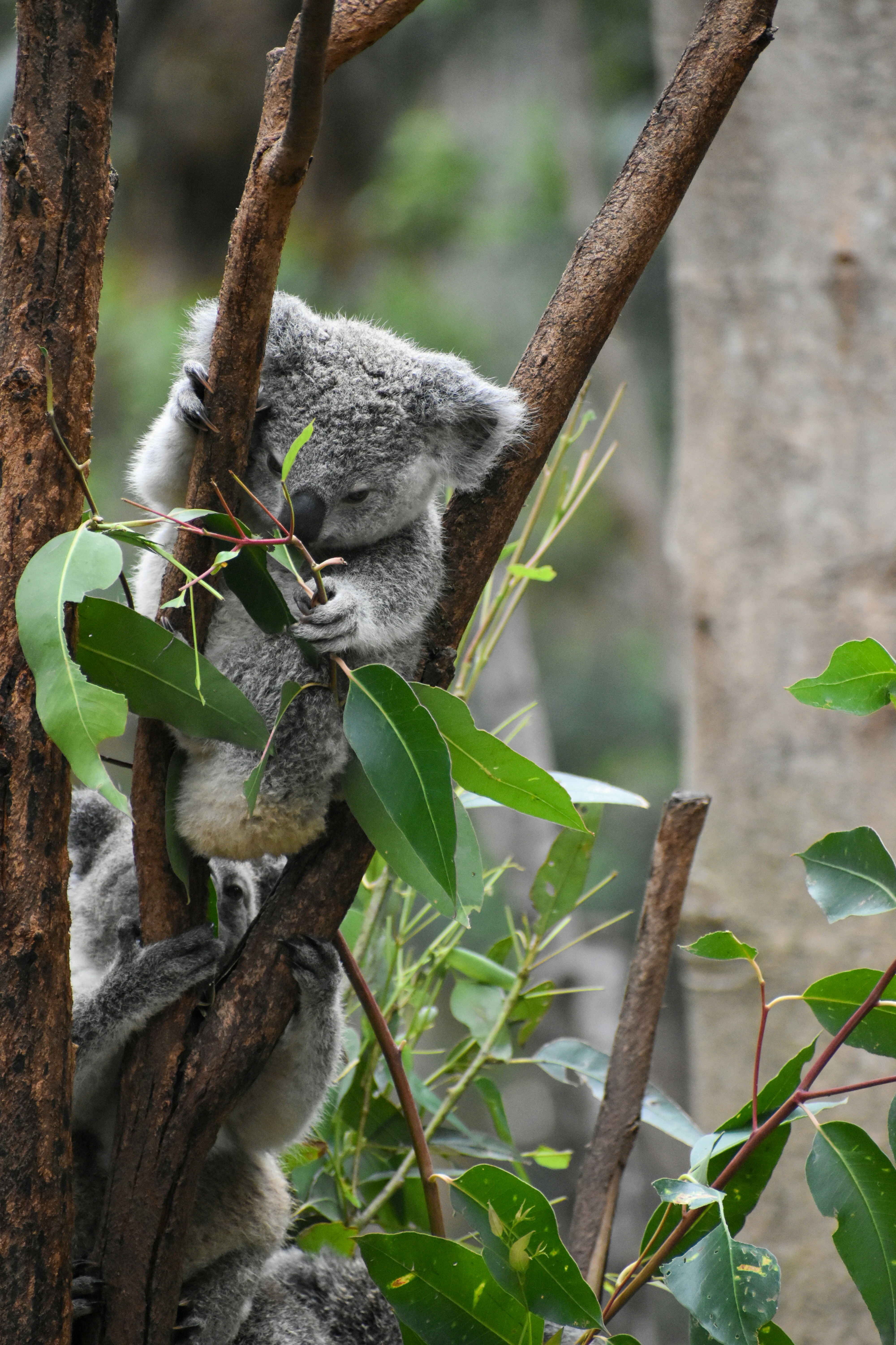 100 Koala Pictures Download Free Images On Unsplash