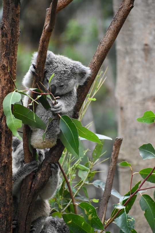 koala bear on tree branch during daytime in Currumbin Wildlife Sanctuary Australia