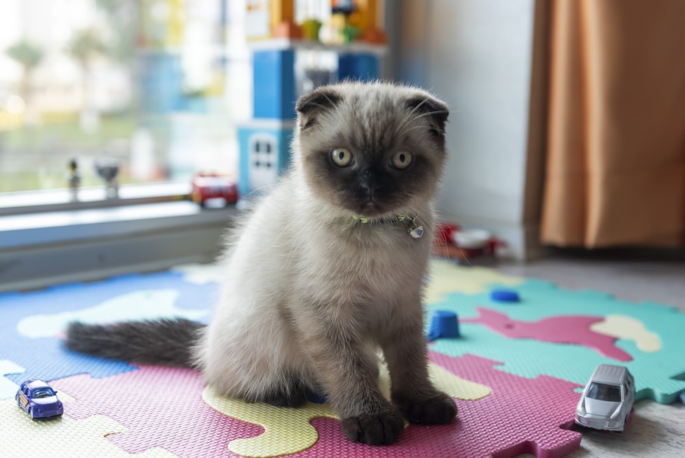 white and gray cat on pink and green textile