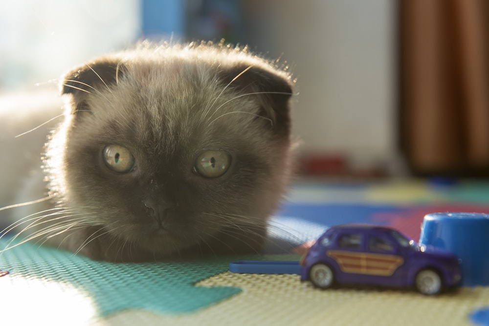 blue and red car toy