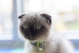 A fluffy cat with dark fur on its face and ears, gentle blue-gray eyes, and thick whiskers. The cat is wearing a collar with a green leaf design and a small bell. The background is softly blurred, suggesting a bright, indoor setting.