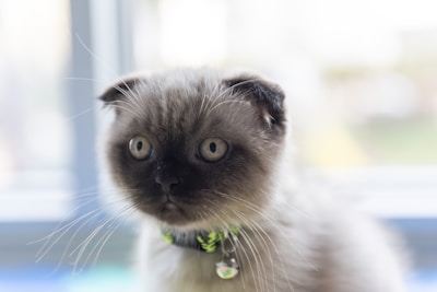 A fluffy cat with dark fur on its face and ears, gentle blue-gray eyes, and thick whiskers. The cat is wearing a collar with a green leaf design and a small bell. The background is softly blurred, suggesting a bright, indoor setting.