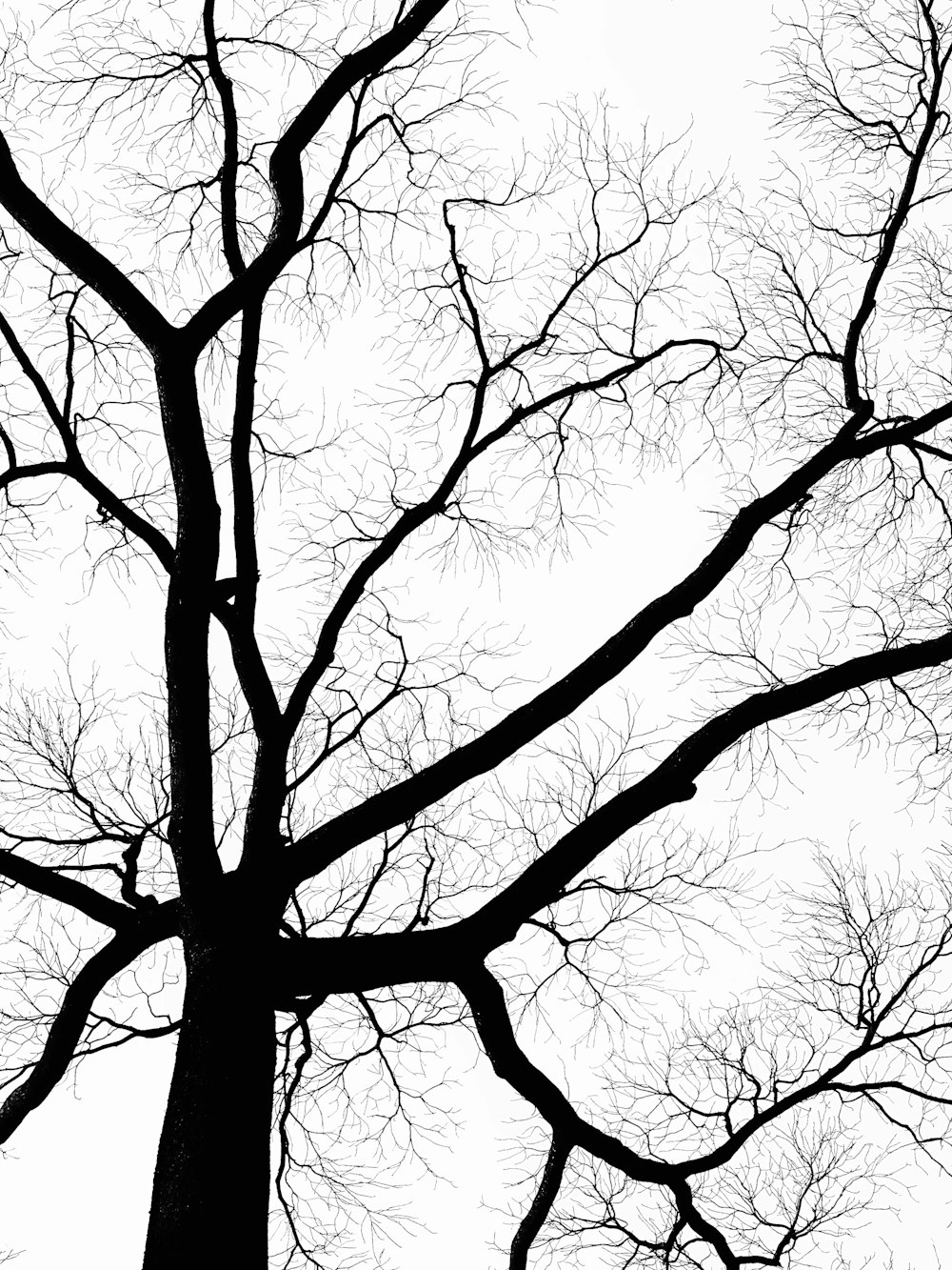 low angle photography of leafless tree