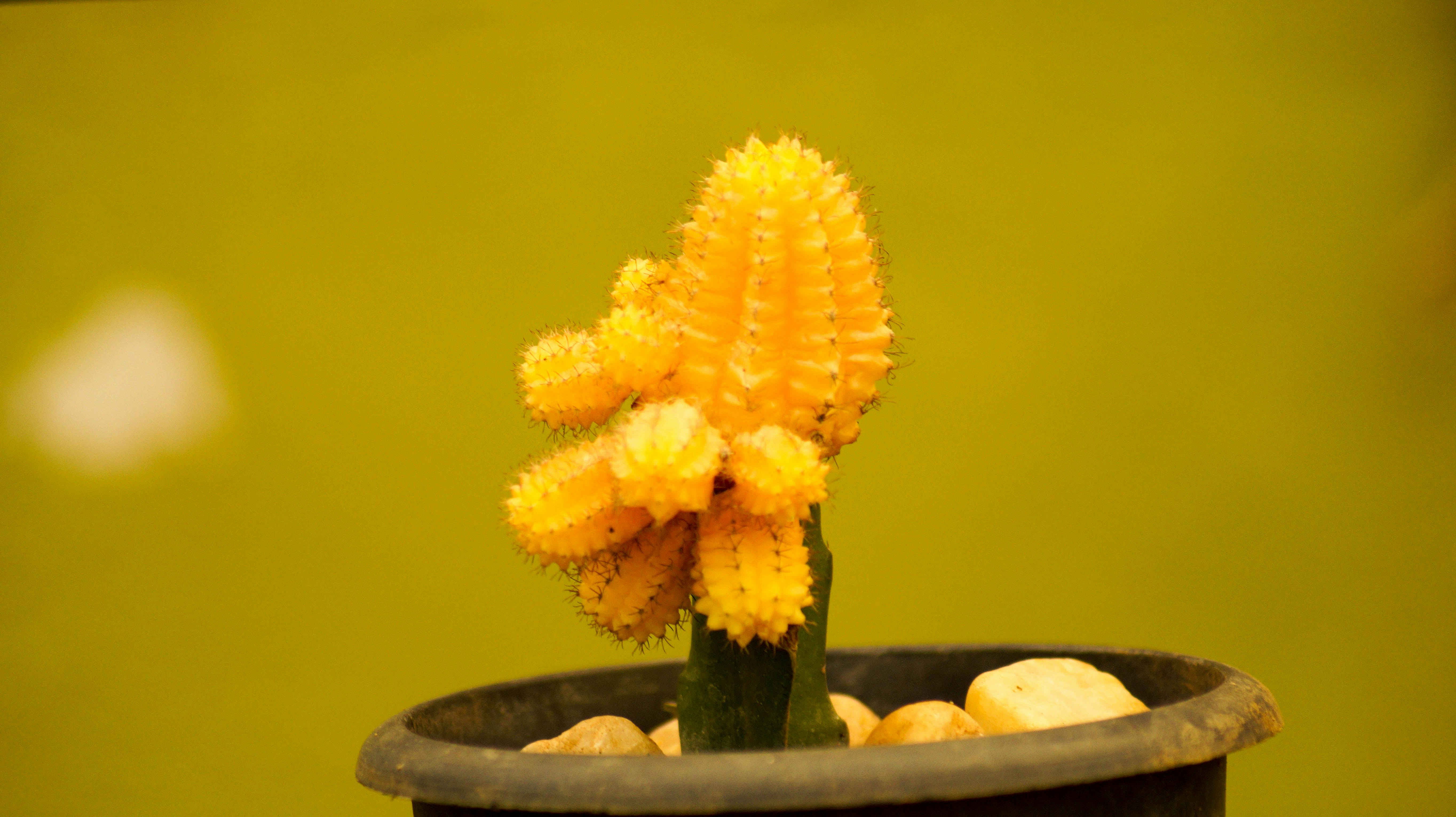 Vibrant Cactus Planter