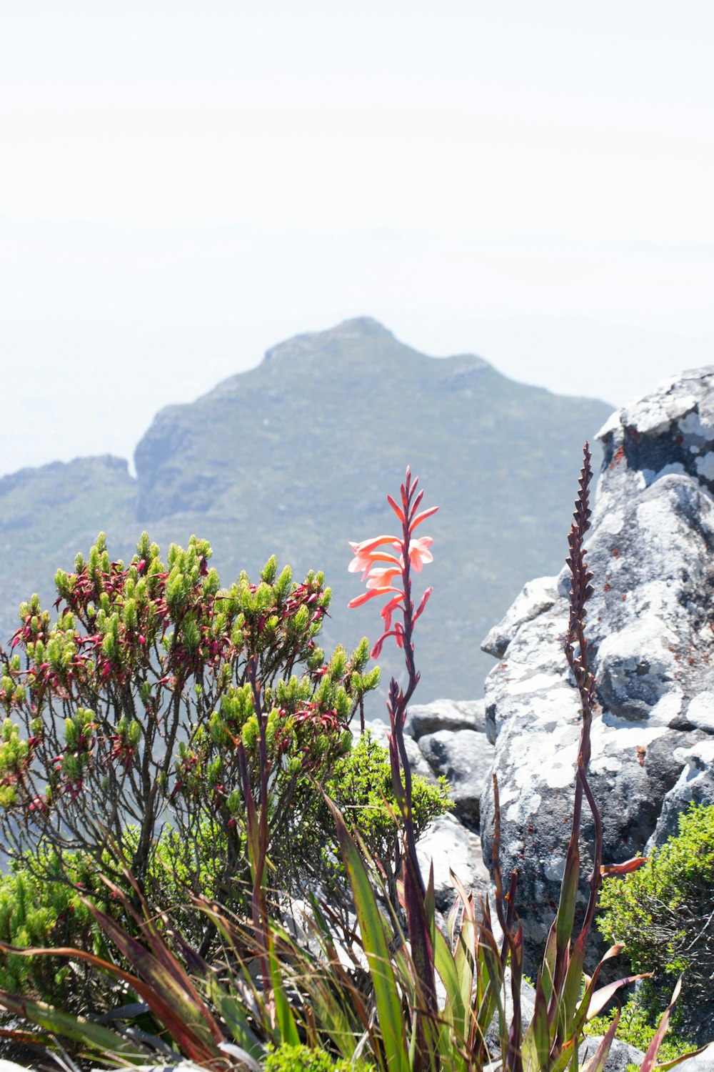 green and red plant on gray rock