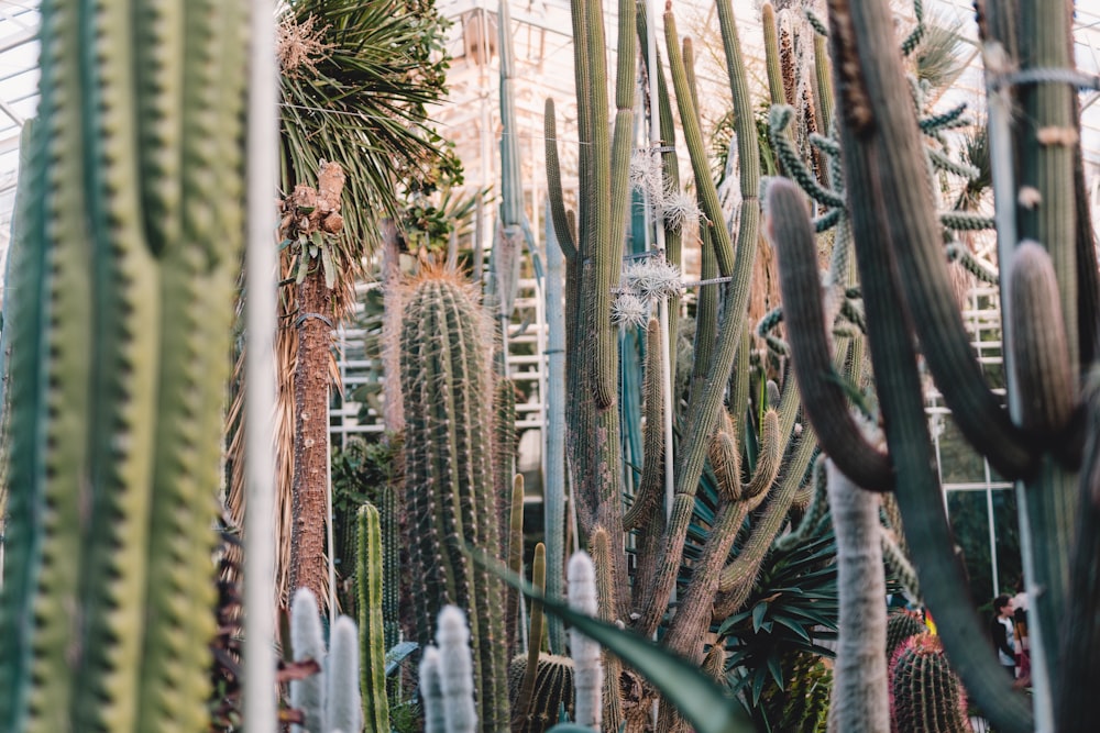 green cactus plants during daytime