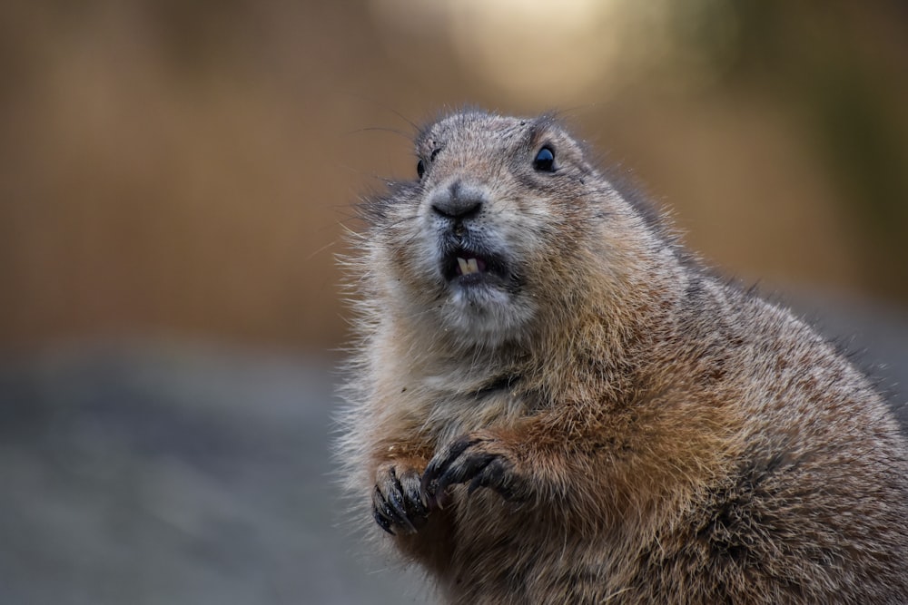 braune und weiße Nagetiere tagsüber auf Schwarzerde