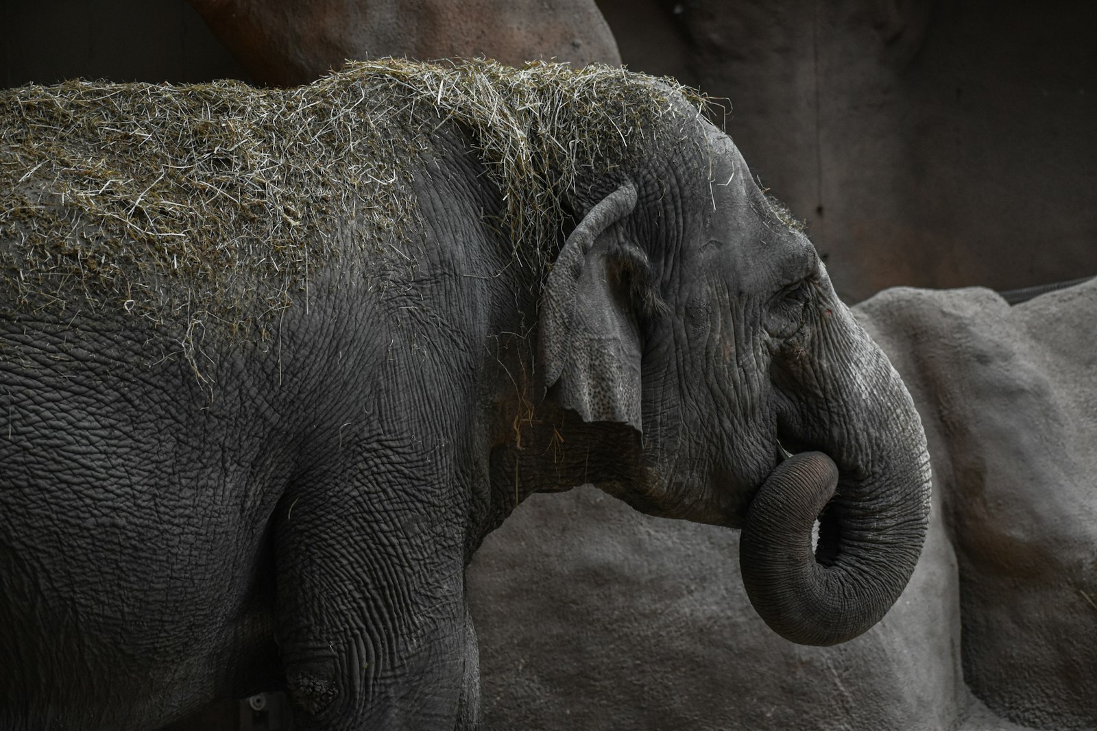 Nikon D3500 sample photo. Black elephant with calf photography