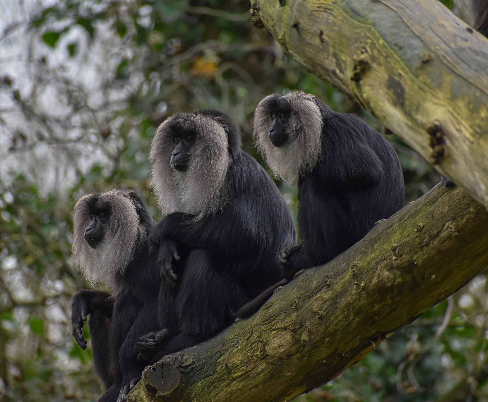 Jozani Forest & Red Colobus