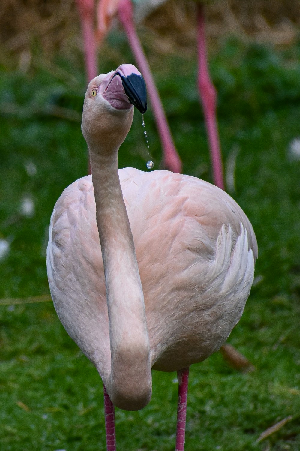 pink flamingo on green grass during daytime