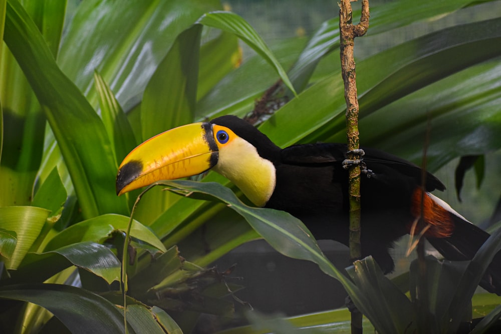 black and yellow bird on tree branch