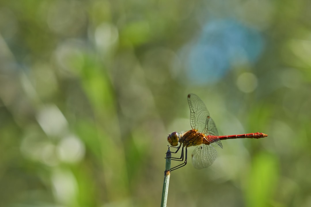 red and black dragonfly on brown stick in tilt shift lens