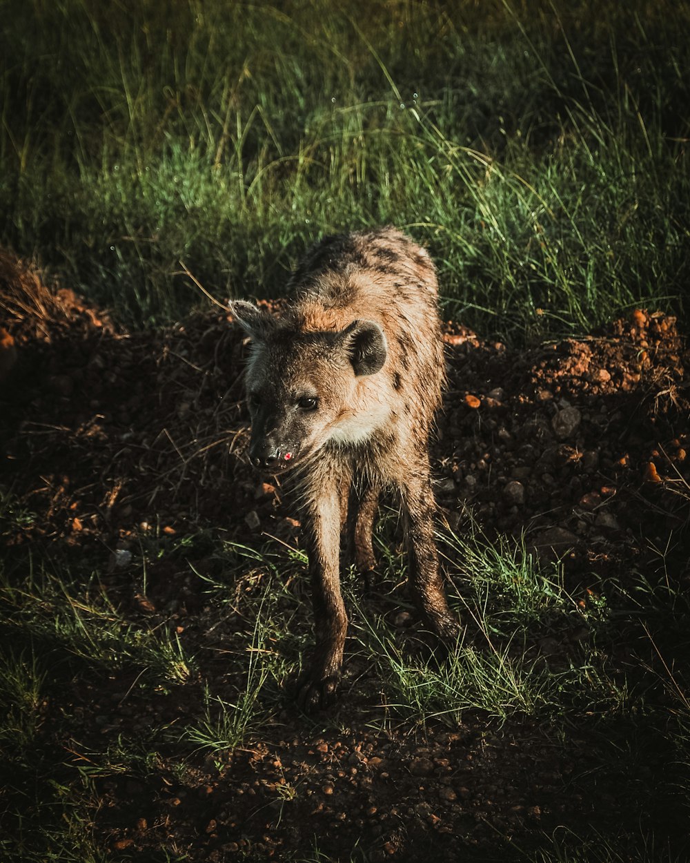 Brauner und schwarzer Leopard tagsüber auf grünem Grasfeld