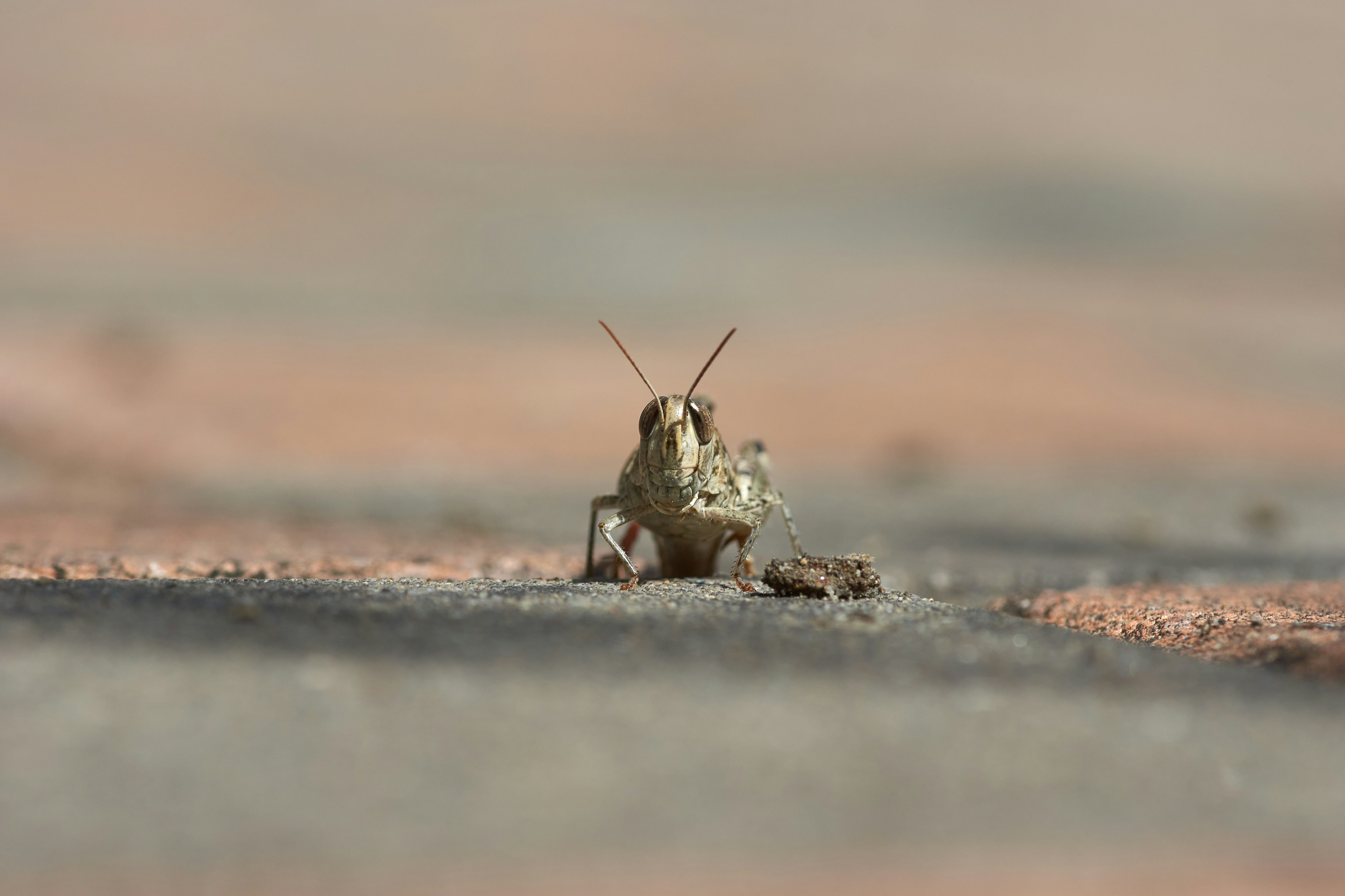 Photo by wolfgang_hasselmann