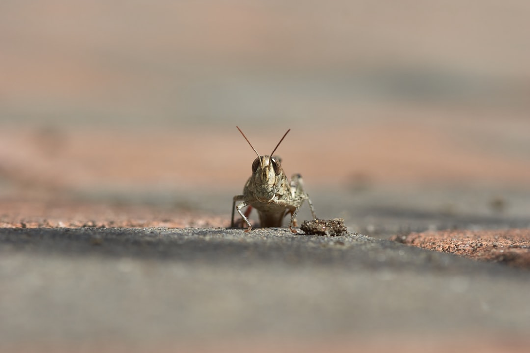 green grasshopper on gray sand during daytime