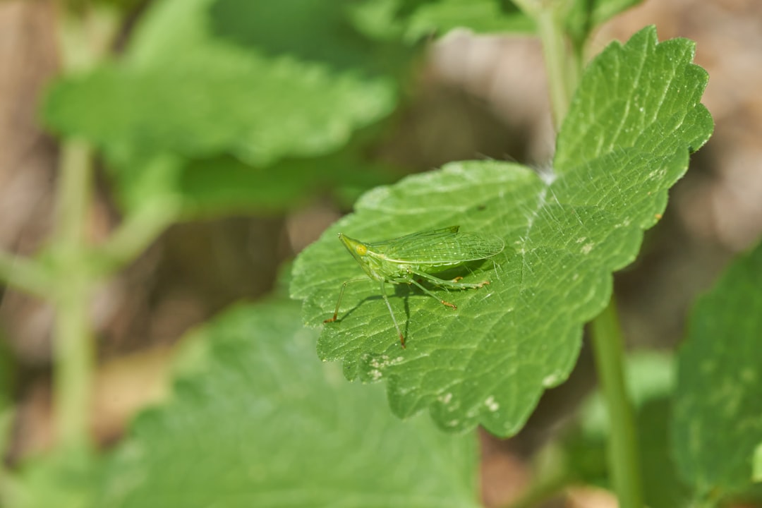 green grasshopper on green leaf