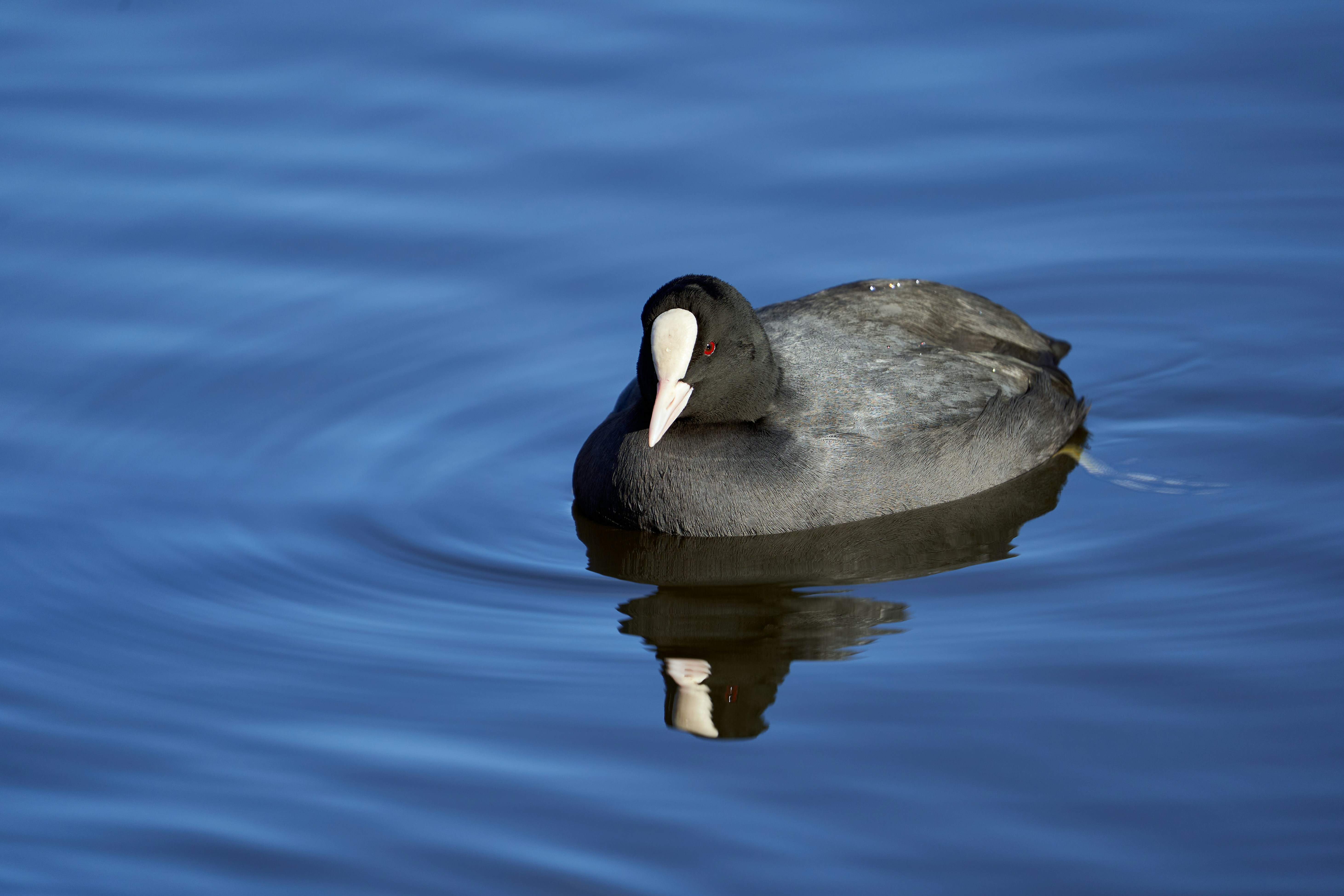 Photo by wolfgang_hasselmann