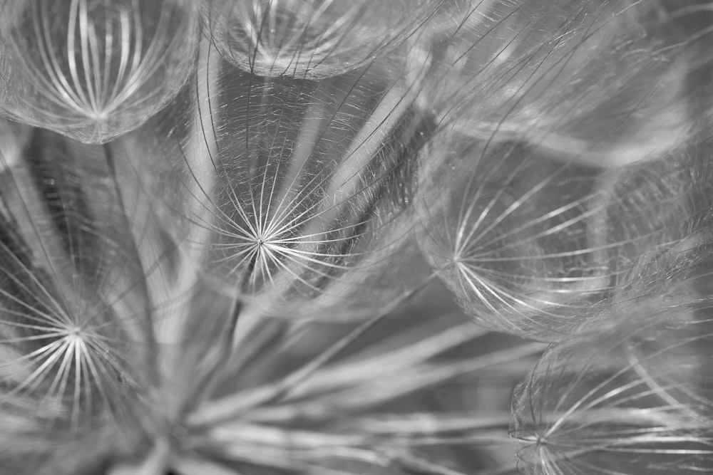 grayscale photo of water droplets