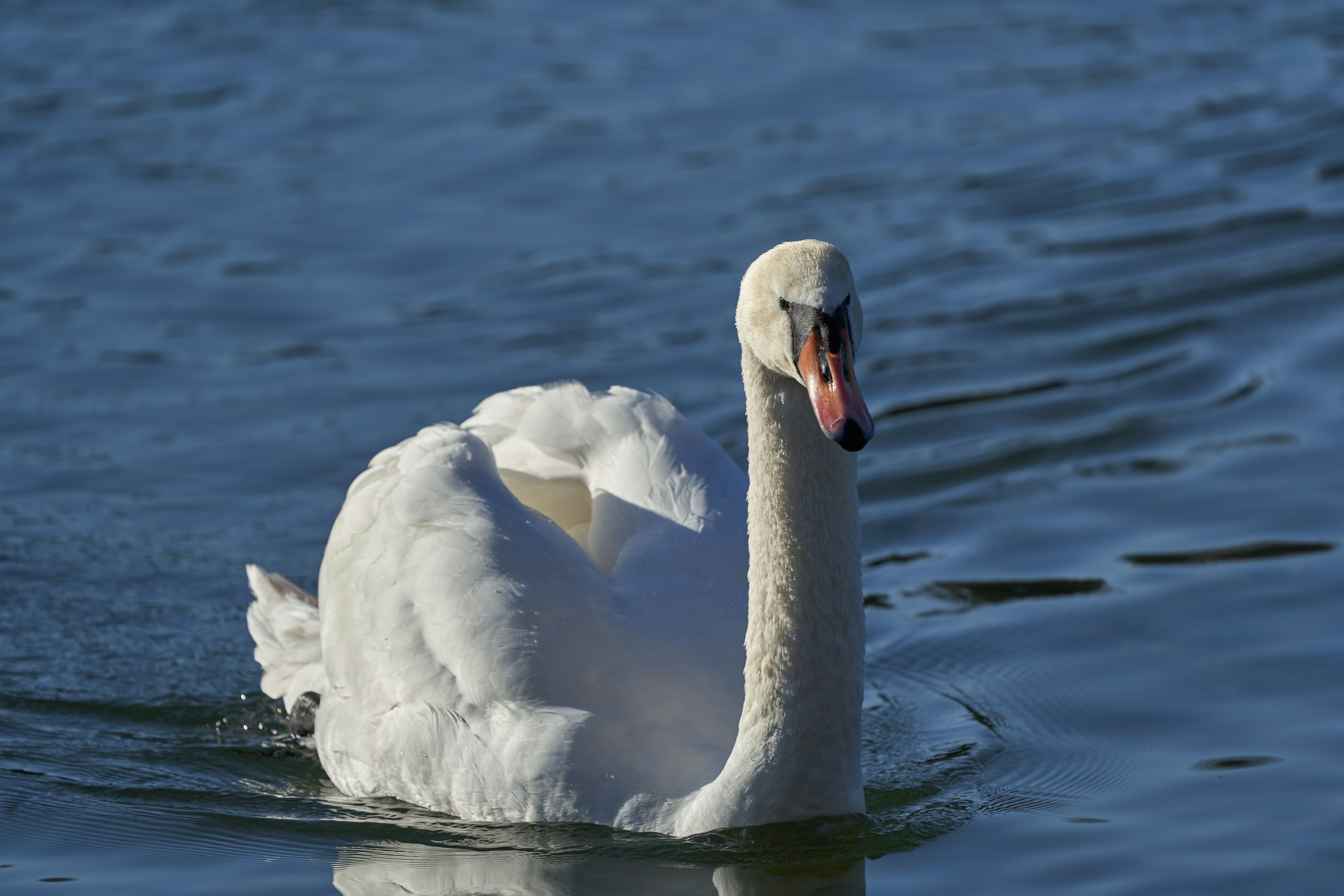 Photo by wolfgang_hasselmann