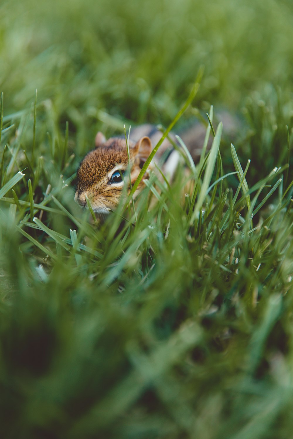 brown squirrel on green grass during daytime