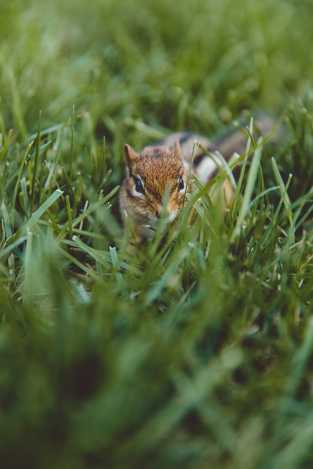 brown squirrel on green grass during daytime